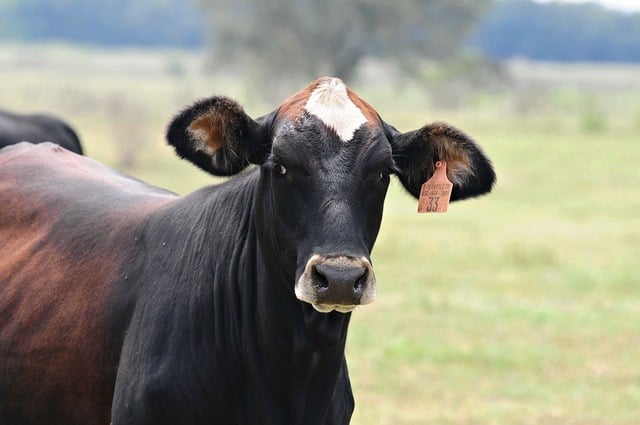 smart livestock ear tag device isolated barn red bronze lighting blazemist